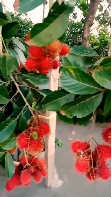 RAMBUTAN PICKING | #shorts смотреть онлайн