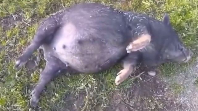 Нажралась как свинья? Почему как?! смотреть онлайн