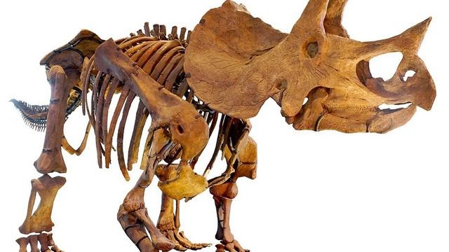 Triceratops - Wikipedia Spoken Articles смотреть онлайн
