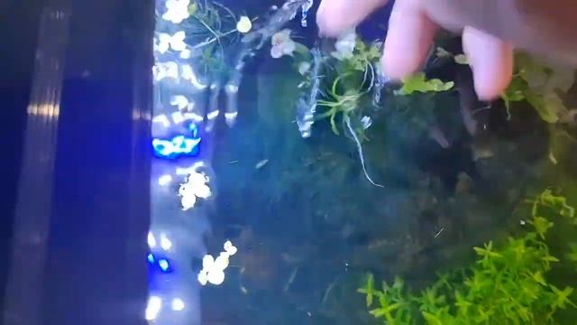 Как удалить ряску из аквариума смотреть онлайн