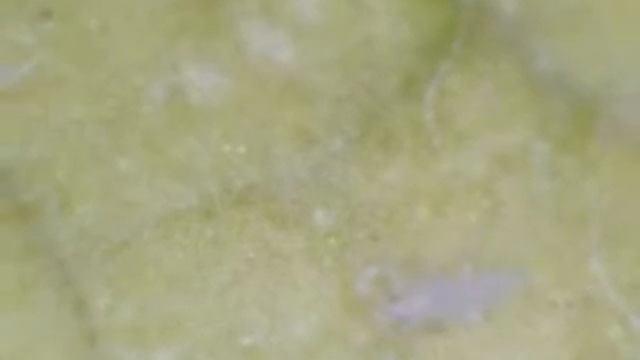 thrips la mar xvid смотреть онлайн