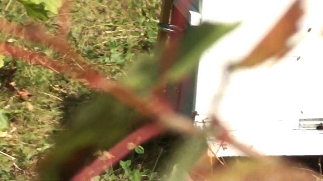 сентябрь работа роя на кочевке , июньские рои взяли по 15 кг гречишного меда смотреть онлайн