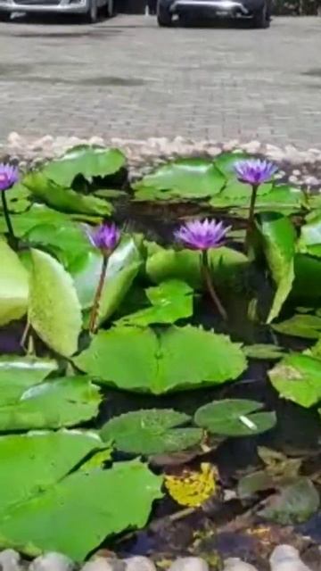 water lily blooming beautiful.#waterlily #garden #blooming #trending #shorts смотреть онлайн