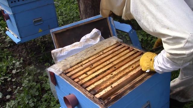 Расширение семей, обработка от клеща. смотреть онлайн
