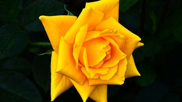 Реки лучших русских новинок и видео 2015