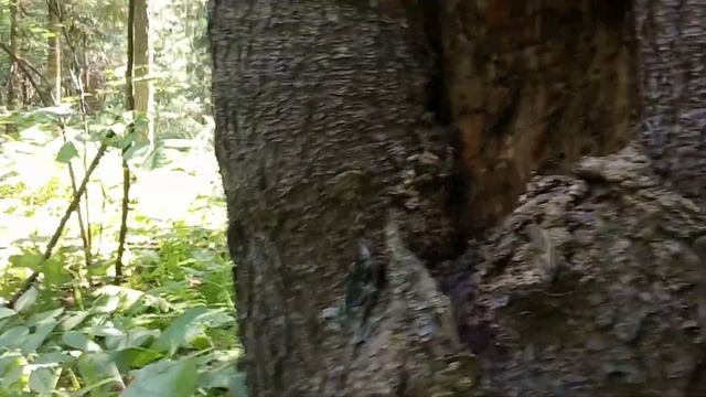 Лесная семейка. смотреть онлайн