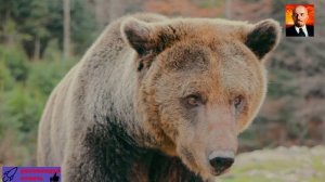 Что надо знать о медведях - Документальный фильм о дикой природе .