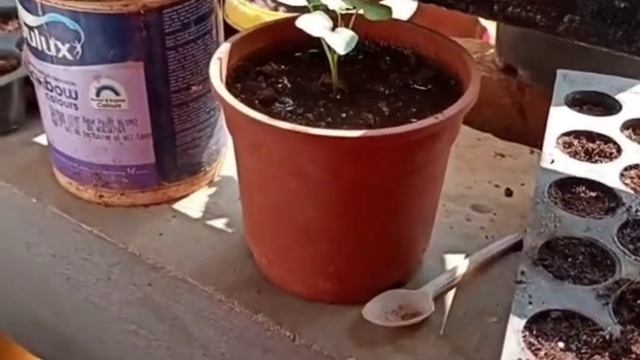 Morning Glory plant care A to Z смотреть онлайн