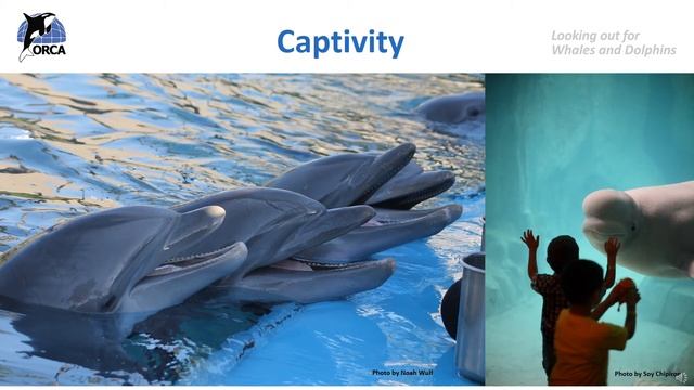 3. ORCA's Whale Education Month 2022: Threats to Whales and Dolphins смотреть онлайн
