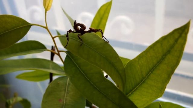 Extatosoma tiaratum L2 смотреть онлайн
