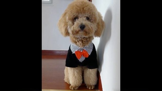 одежда для собак doggydolly смотреть онлайн