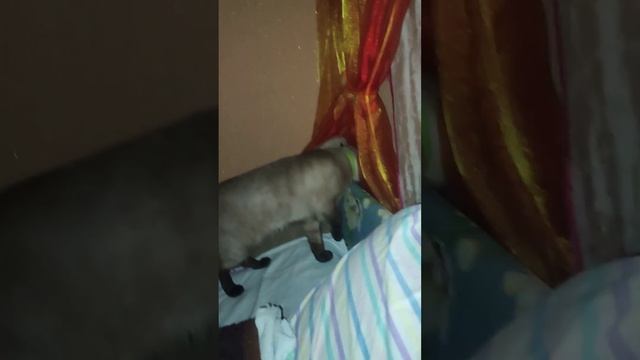 Утро начинается с кота. смотреть онлайн