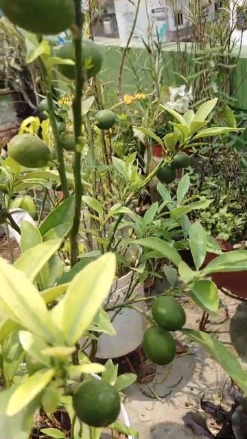 Sweet Lime #garden #shorts смотреть онлайн