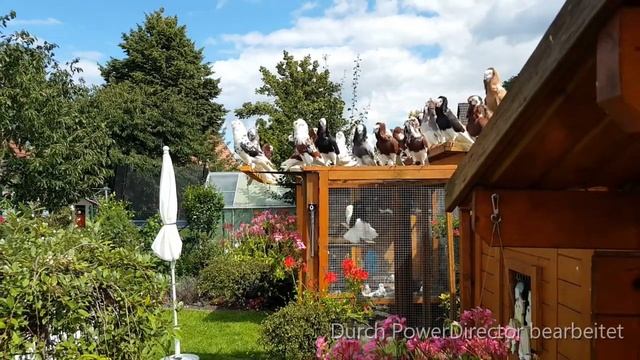 Old dutch Capuchine pigeons ♡, All Colors ♡, Altholländische Kapuziner Tauben ♡, Alle Farben ♡ смотреть онлайн
