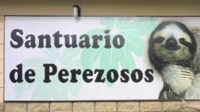 Dia de los perezosos en Costa Rica смотреть онлайн