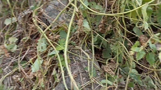 Хмель 11.09.22. смотреть онлайн
