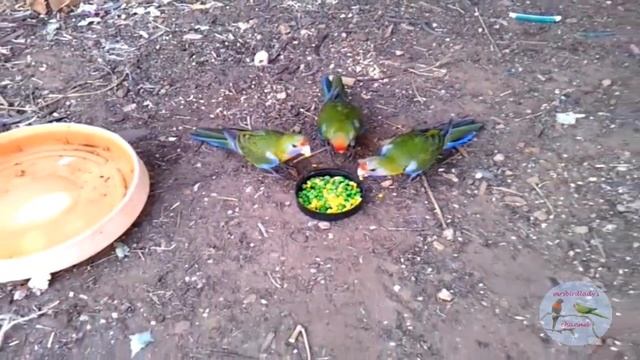 Cute Adelaide Rosellas eating peas & corn смотреть онлайн