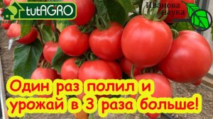 ПОМИДОРЫ НЕ БУДУТ БОЛЕТЬ И ЗАВЯЖУТ МНОГО ЦВЕТОЧНЫХ КИСТЕЙ, если полить рассаду этим средством!