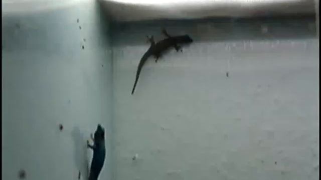 Lygodactylus williamsi - Blauer Zwerggecko смотреть онлайн