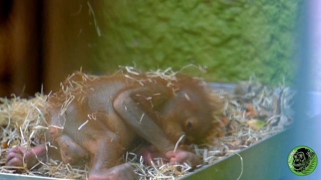 Mother Orangutan Breaking a Huge Block Of Ice On The Wall !! смотреть онлайн