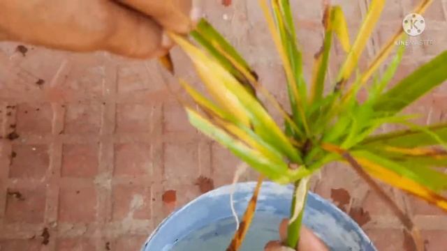 Nile Grass/Cyperus Papyrus /Umbrella Palm Propagation by leaves смотреть онлайн