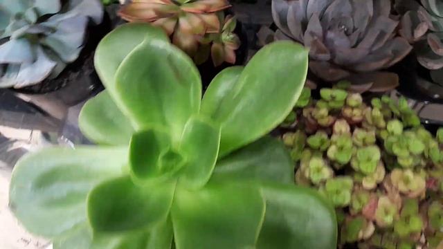 Incrível, echeveria lola, e muitas outras suculentas enorme,por 3,99 no mercado 🛒! Confiram.😜😛 смотреть онлайн