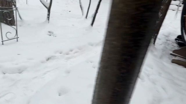 Алиса лиса. Первая ночевка в новом зимнем доме. смотреть онлайн