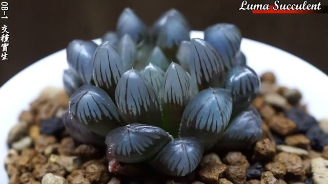 Haworthia OB-1 hyb. смотреть онлайн
