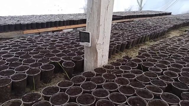 ПРОПАЛА РАССАДА 5500 шт 🤦!!!! Основные моменты! смотреть онлайн