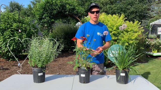 Plant Showcase #1 смотреть онлайн