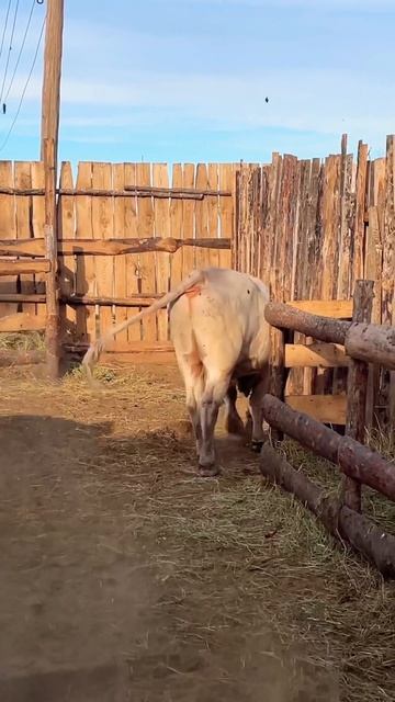 Аулиекольская порода быка!!! Вес данного быка 600+! #казахстан #кыргызстан #shorts #short смотреть онлайн