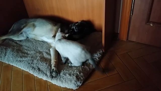 Кот-убийца 2014-10-25 11:15:06 смотреть онлайн