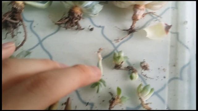 Succulent Unboxing video # 6 ( 1 month 3 week update ) / Whilly смотреть онлайн