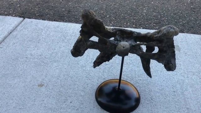 13.5" Partial Phytosaur Skull On Stand - Arizona Specimen #78008 смотреть онлайн