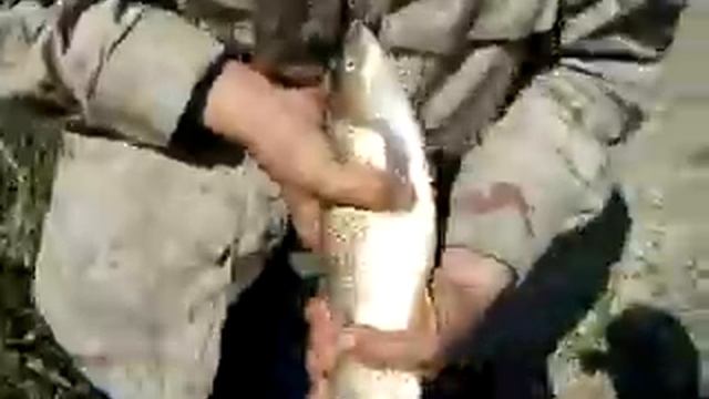 taribana xramuli.MP4 смотреть онлайн