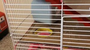 🐹Новая клетка для хомяка//Трёхэтажная🐹