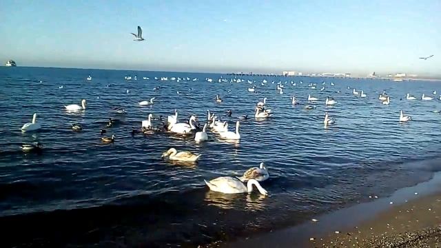 23 декабря 2016 г. Лебеди прилетели! смотреть онлайн