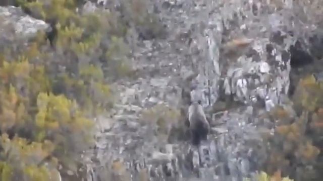 Oso pardo avistado entre Quintana de Fuseros y Noceda del Bierzo смотреть онлайн