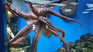 Учим Животных Корова Лошадь Акула Слон 🐓🐎Развивающие Мультики для Детей