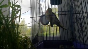 Пение кореллы.