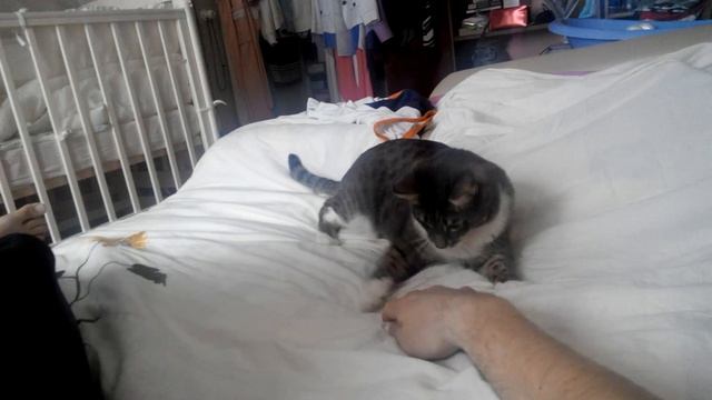 Кот как пес смотреть онлайн