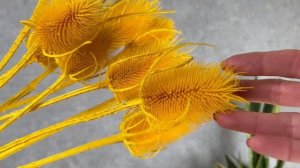 сухоцвет чертополох cardi palustri (желтый)