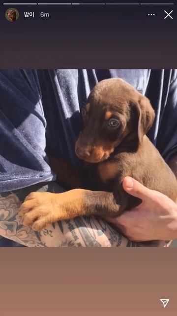 jungkook Instagram highlights🐕🦺220101❤️#jk #jeonbam смотреть онлайн