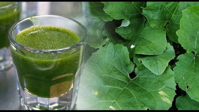Лечебные свойства Лопуха смотреть онлайн