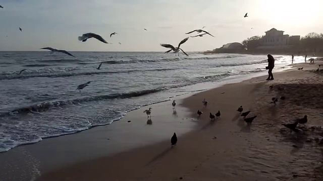 НАПАДЕНИЕ ЧАЕК! смотреть онлайн