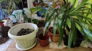 Как пересадить взрослый панданус