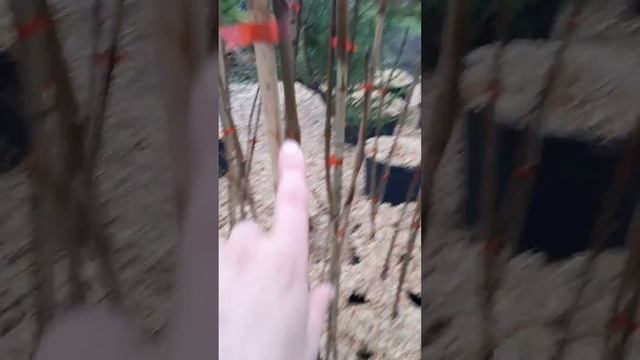 🌳Саженцы Каштана Конского из питомника GreenPlanet37🌳 смотреть онлайн