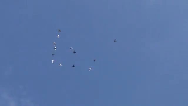 полёт типплеров 17 05 2016г смотреть онлайн