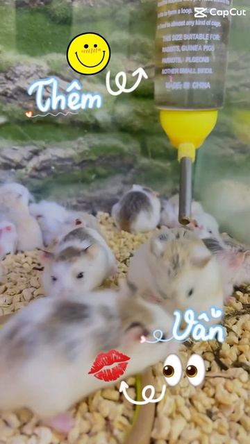 Ồ wao Hamster RoBo nhỏ xíu cưng hen🥰🥰🥰 смотреть онлайн