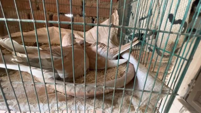 Baby Dove In Critical Condition 😭|Dove K Bachy Ko Kia Hogya😱#petlover #petsvlog #shahermaindihat